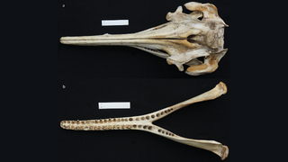 Illustration for article titled New species of river dolphin discovered in Brazil